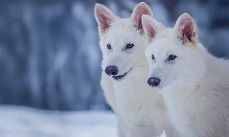 Ice-age dire wolf resurrected after 10,000 years