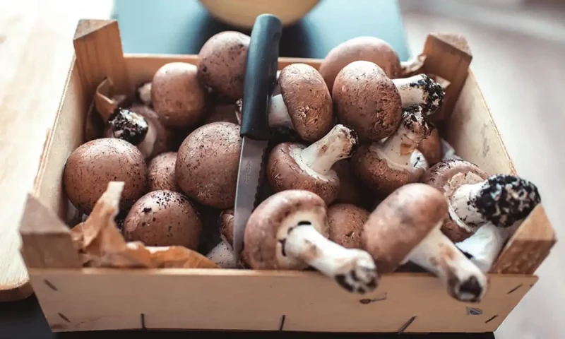 Mushroom farming initiated in Karak to generate revenue