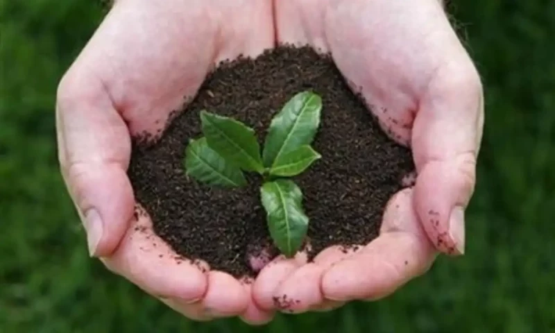 Punjab&rsquo;s plant for Pakistan campaign plants more than 233,000 trees