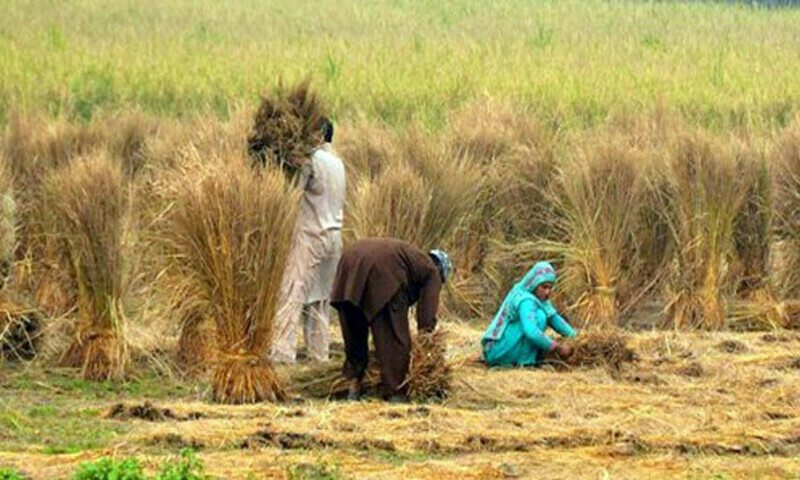 Punjab government announces Kisan Package for wheat farmers, official launch tomorrow
