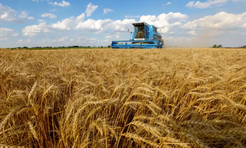 Pakistan misses wheat production target for Rabi season 2024-2025