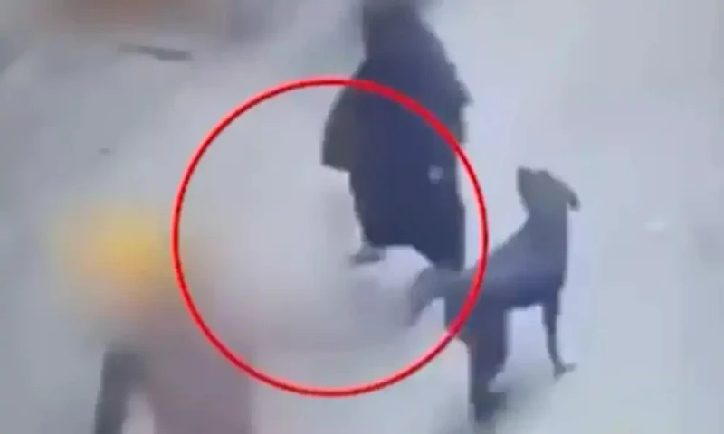 انتہا پسند بھارتی ہندوؤں نے مسلمان خاتون پر کتا چھوڑ دیا انتہا پسند بھارتی ہندوؤں نے مسلمان خاتون پر کتا چھوڑ دیا