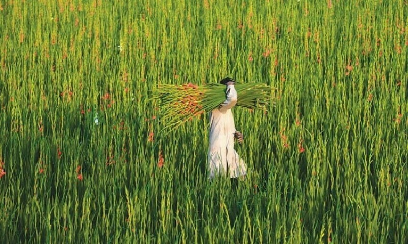 CM Punjab approves wheat support price for 600,000 farmers