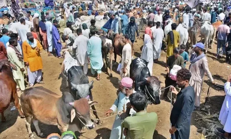 Five makeshift cattle markets to be set up in Lahore ahead of Eid