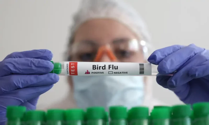 Brazil updates trade ban list after bird flu outbreak