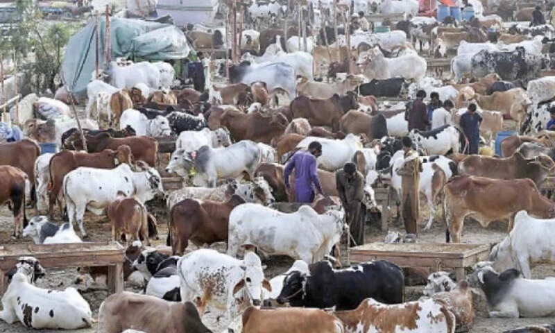 Security plan issued to curb cattle theft, overcharging on Eid ul-Adha