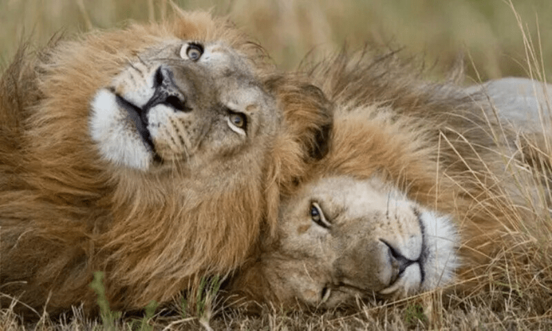 Authorities confiscate 18 lions kept as pets in Punjab crackdown