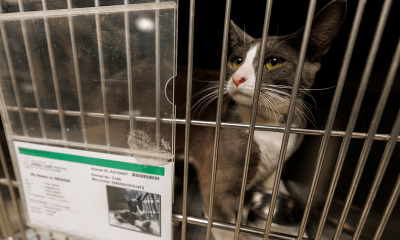 One-year-old cat named Reggie awaits adoption at the County of Los Angeles Department of Animal Care and Control in Downey, California. Reuters