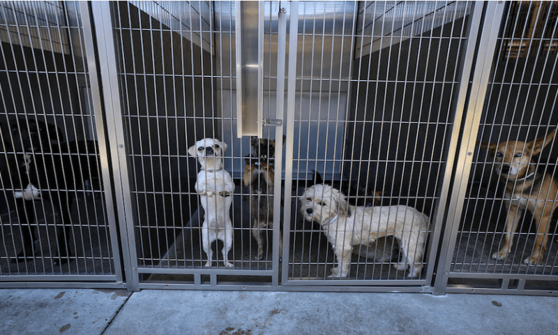 Dog stand in their kennels at the County of Los Angeles Department of Animal Care and Control in