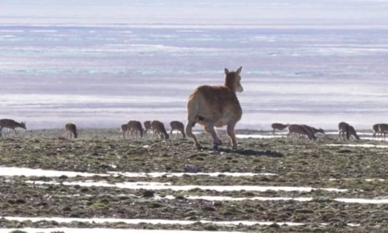 China has allocated tens of billions in subsidies to support its robotics industry