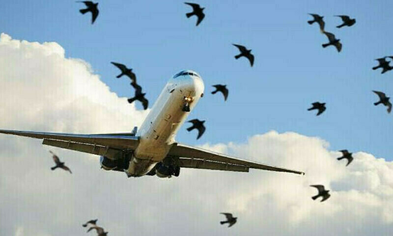Islamabad-Karachi flight narrowly escapes accident after bird strike