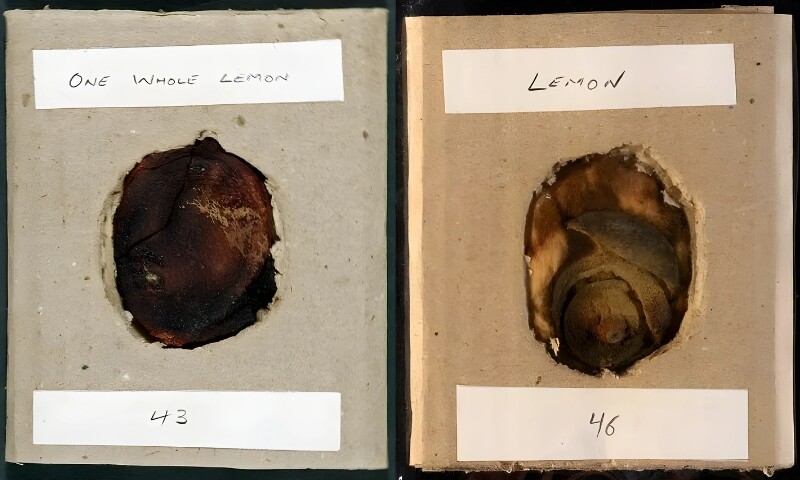  ملر کی کوٹ کی جیب سے لیموں ملا اور رہائش گاہ میں ایک دراز میں روئی کے ساتھ لیموں کے ٹکڑے ملے۔ (تصویر: بشکریہ nationalarchives.gov.uk) 