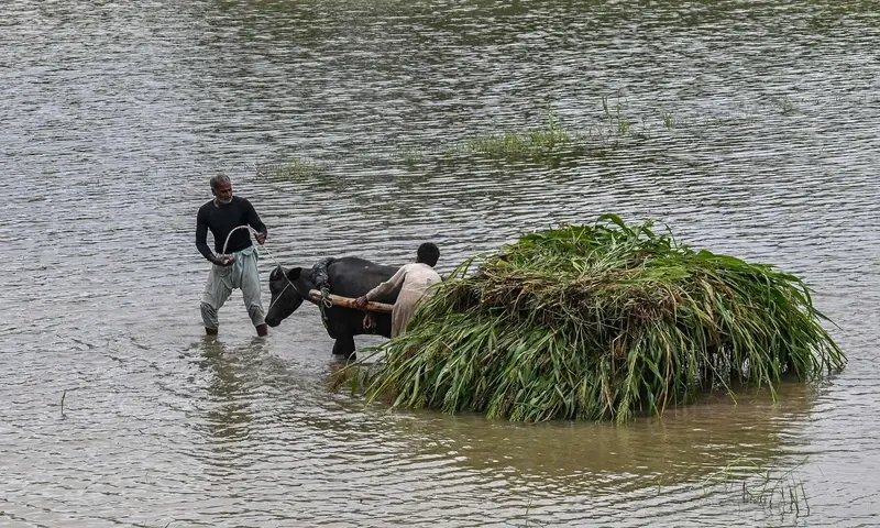 Emergency wildlife rescue operation launched in flood-affected Punjab