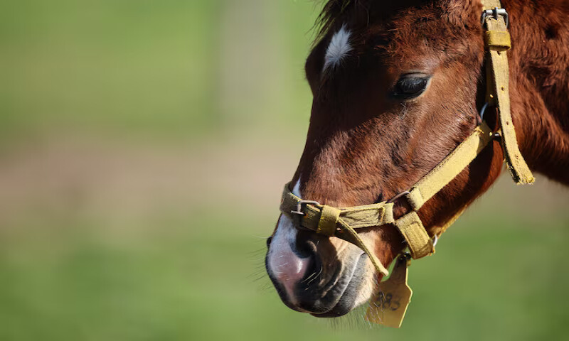 The foals appear completely ordinary, but their birth late last year has kicked up a controversy in the genteel world of Argentine polo. – Reuters