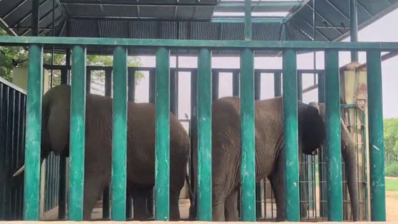 Safari Park elephants Malika and Madhubala recovering from TB