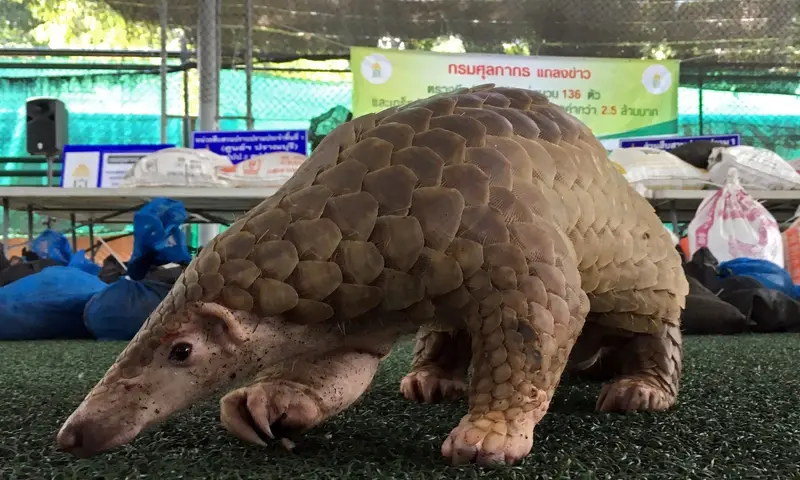 Man arrested for throwing pangolin into floodwaters