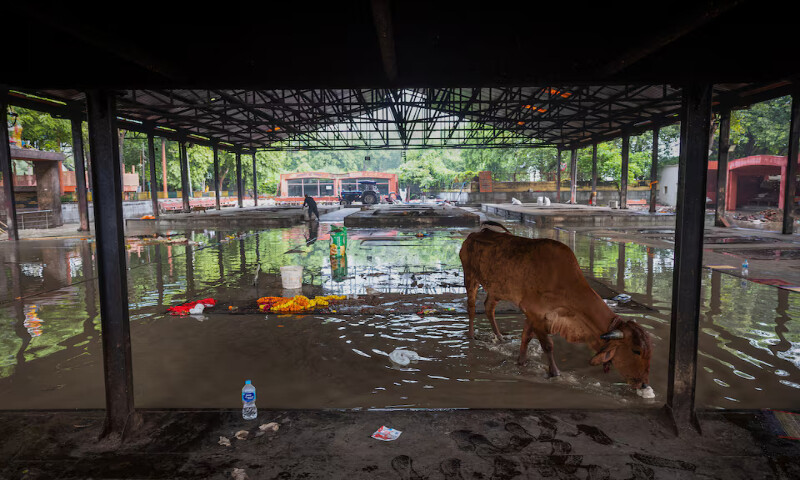 A cow stands inside a flooded cremation ground in New Delhi, India, on Thursday. – Reuters