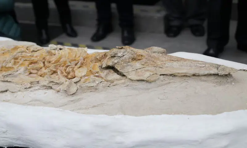 The fossilised skeleton of an ancient, dolphin-like creature estimated to be between 8 and 12 million years old, is displayed in Lima, Peru. – Reuters