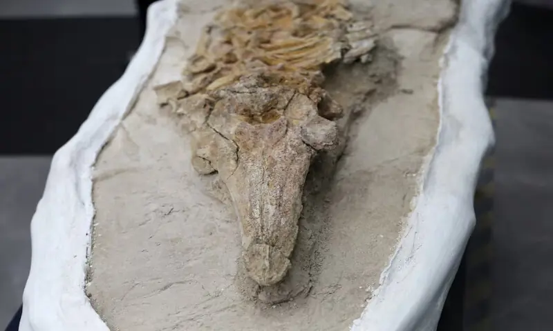 The fossilised skeleton of an ancient, dolphin-like creature estimated to be between 8 and 12 million years old, is displayed in Lima, Peru. – Reuters