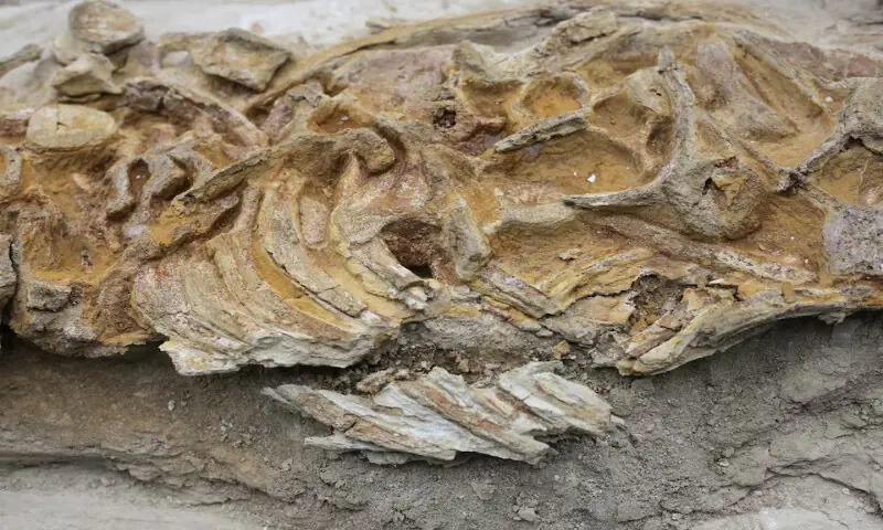 The fossilised skeleton of an ancient, dolphin-like creature estimated to be between 8 and 12 million years old, is displayed in Lima, Peru. – Reuters