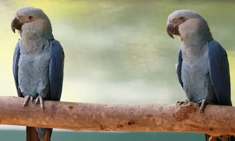 Controversy surrounds Spix&rsquo;s macaws at Indian zoo linked to Ambani family