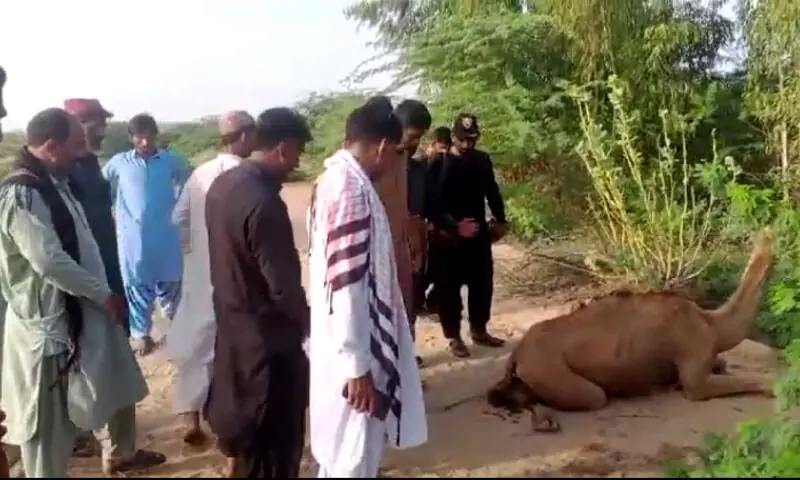 بااثر وڈیرے کا اونٹنی پر تشدد، ٹانگ توڑ ڈالی، 2 افراد گرفتار – Pakistan