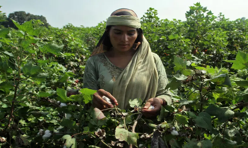 A woman plucks cotton fibres from a field in Kabirwala. – Reuters