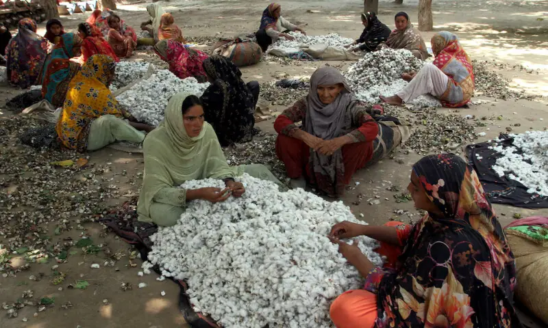 Women clear wastage from cotton fibres in Kabirwala. – Reuters