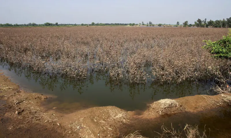 A damaged cotton crop field following monsoon rains and flooding in Kabirwala. – Reuters