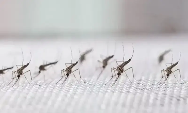 Malaria cases in Karachi rise to 2,242 this year