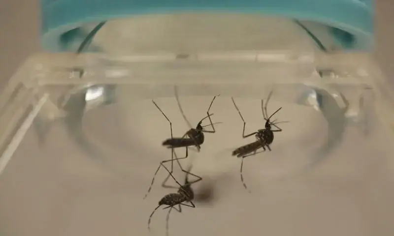 Dengue cases surge in Punjab: 48 new patients in 24 hours