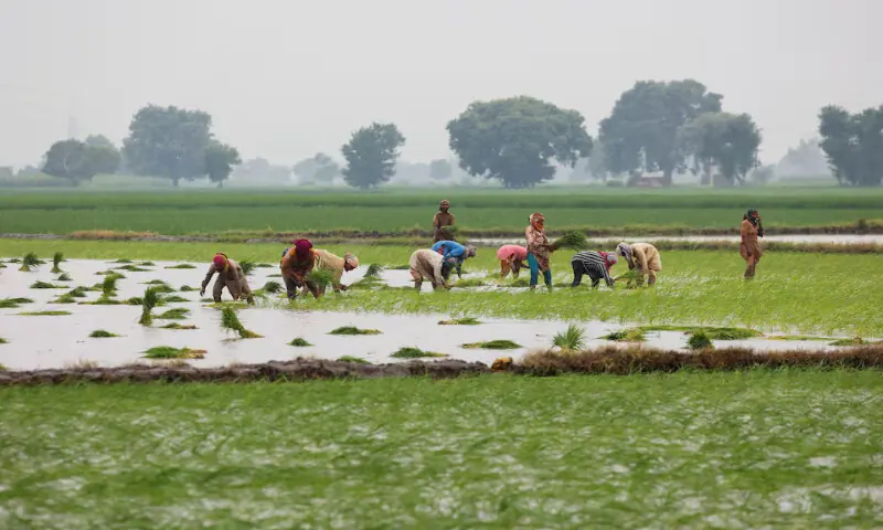 Women farmers plant rice saplings in the field in Muridke, Sheikhupura District in Punjab. – Reuters