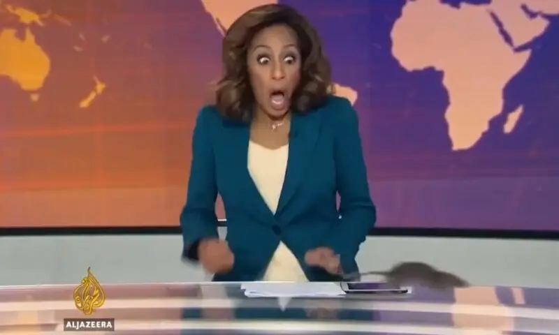 لندن: براہ راست نشریات کے دوران چوہے کی انٹری، خاتون نیوز کاسٹر بوکھلاگئیں – World