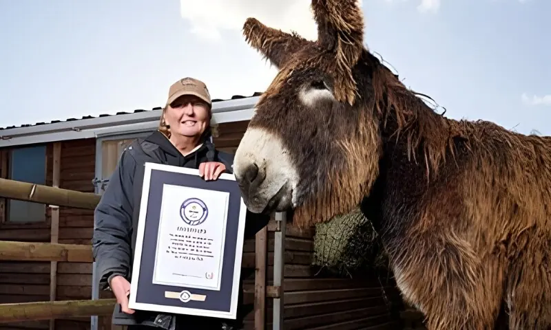 برطانوی گدھے کا نام گنیز ورلڈ ریکارڈ میں درج، ایسا کیا خاص ہے؟ – Life & Style