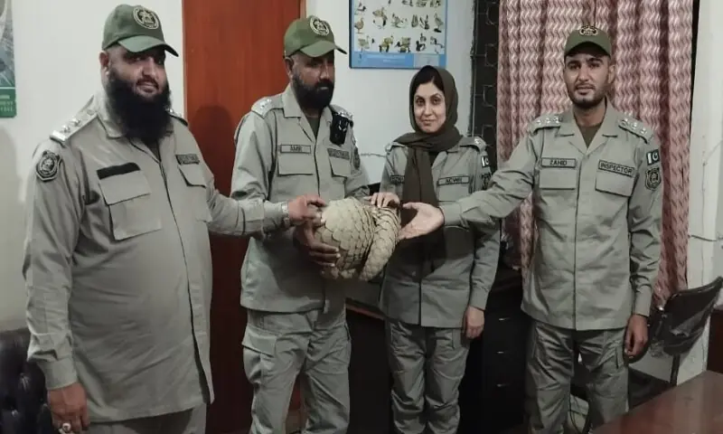 Rare Indian pangolin rescued in Rawalpindi; three arrested for illegal wildlife trade