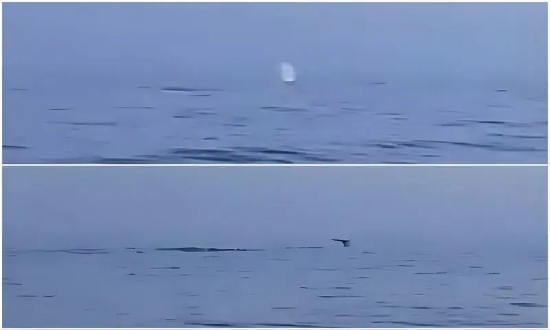 Pod of at least six Humpback Whales spotted near Gwadar