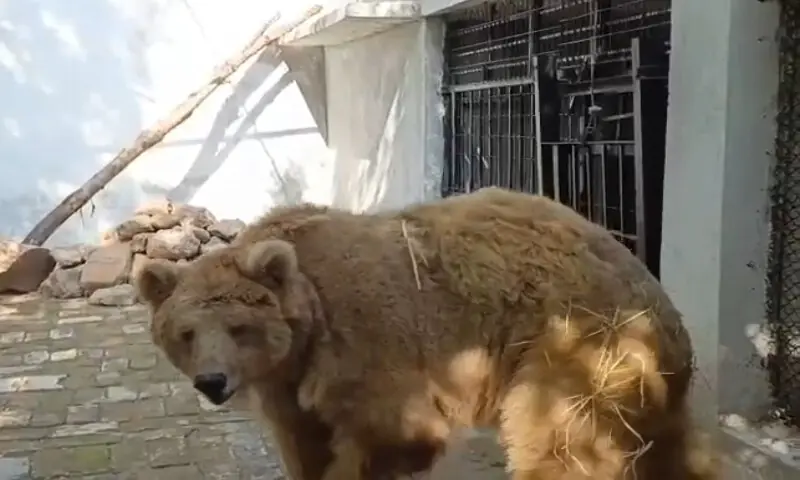 Rano moved from Karachi Zoo to Islamabad rehabilitation centre