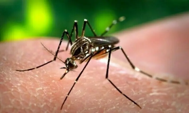Dengue cases surge in Khyber Pakhtunkhwa with 54 new infections reported