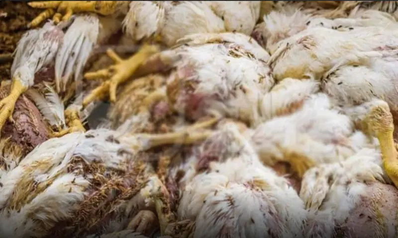 Dolphin Squad foils bid to supply dead chicken meat in Lahore