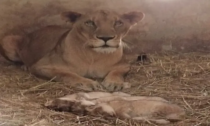 Three healthy lion cubs born at Karachi Zoo