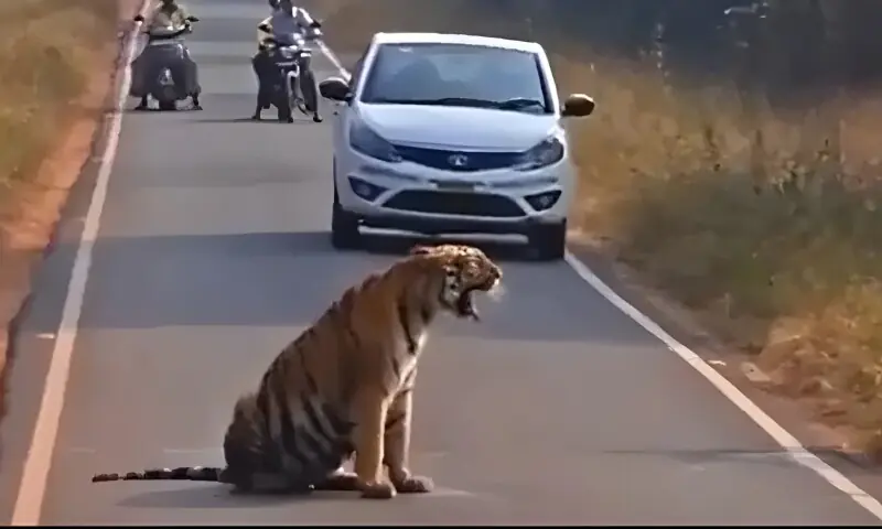 شیر نے سڑک کے بیچ میں بیٹھ کر ٹریفک روک دی، ویڈیو وائرل