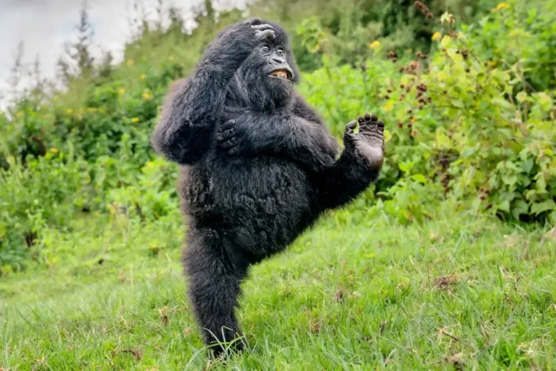 کامیڈی وائلڈ لائف ایوارڈز سے دلچسپ تصاویر کامیڈی وائلڈ لائف ایوارڈز سے دلچسپ تصاویر