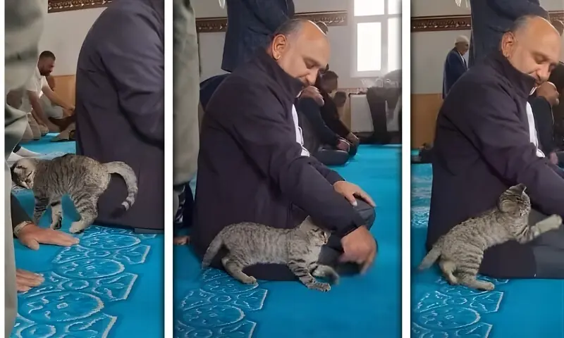 نمازیوں کے درمیان صف میں کھیلتی بلی کی ویڈیو وائرل