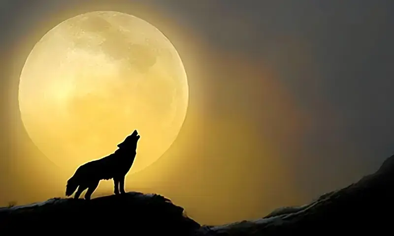2026&rsquo;s first supermoon: &lsquo;Wolf Moon&rsquo; set to dazzle skies in Pakistan