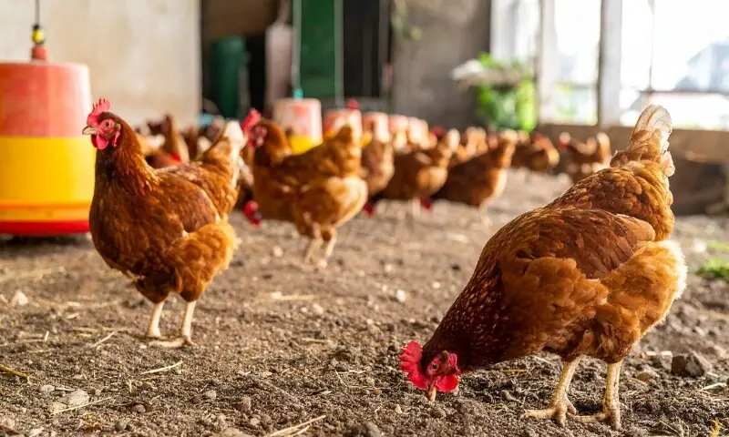  لوہمن براؤن 