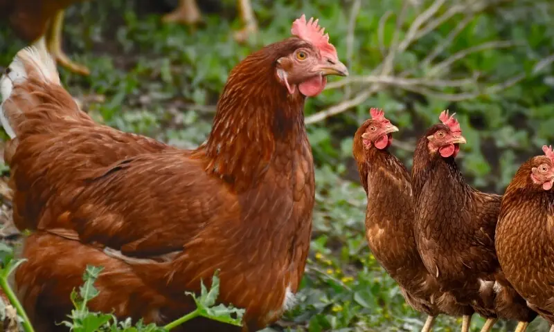  رہوڈ آئی لینڈ ریڈ 