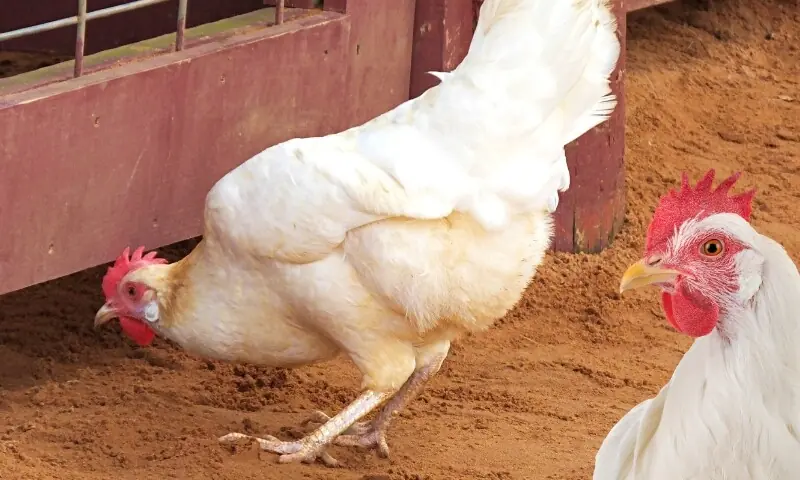  لیگ ہورن نسل 