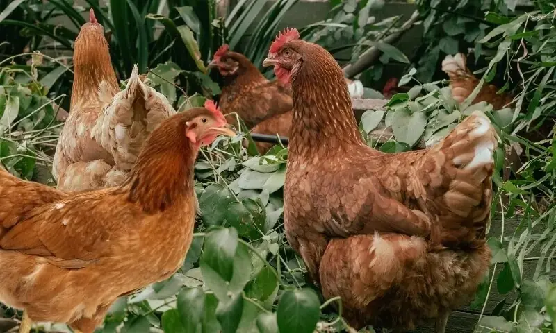  اِیسا براؤن 