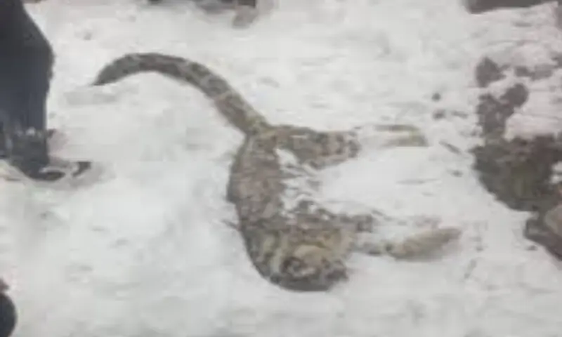 Elderly snow leopard dies of natural causes in Chitral, officials say