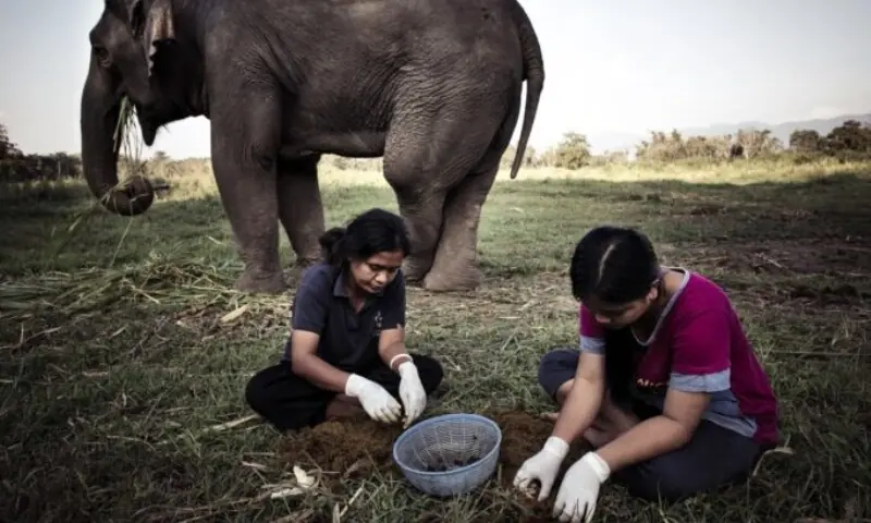 (خواتین ہاتھی کے گوبر سے کافی کے بیج نکالتے ہوئے)